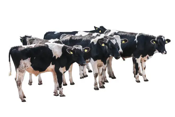 Photo of cows isolated on a white background