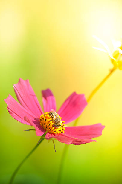 Bee pollinating pink flower \n[url=/search/lightbox/4993571][IMG]http://farm4.static.flickr.com/3051/3032065487_f6e753ae37.jpg?v=0[/IMG][/url]