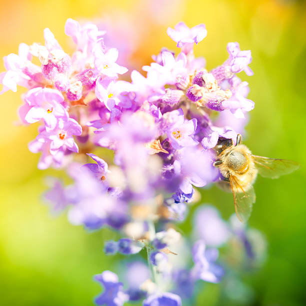 Bumblebee pollinating plant in meadow[url=/search/lightbox/4993571][IMG]http://farm4.static.flickr.com/3051/3032065487_f6e753ae37.jpg?v=0[/IMG][/url]