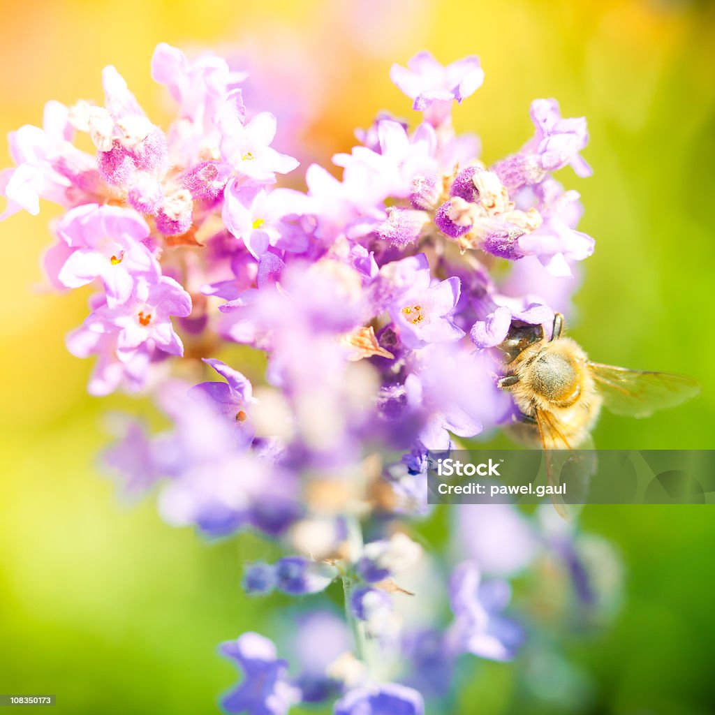 Bumblebee pollinating plant in meadow Bumblebee pollinating plant in meadow
[url=/search/lightbox/4993571][IMG]http://farm4.static.flickr.com/3051/3032065487_f6e753ae37.jpg?v=0[/IMG][/url] Agricultural Field Stock Photo