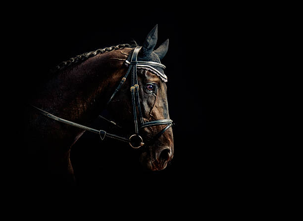 馬のポートレート - trakehner horse ストックフォトと画像