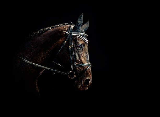 Horse Portrait  bridle photos stock pictures, royalty-free photos & images