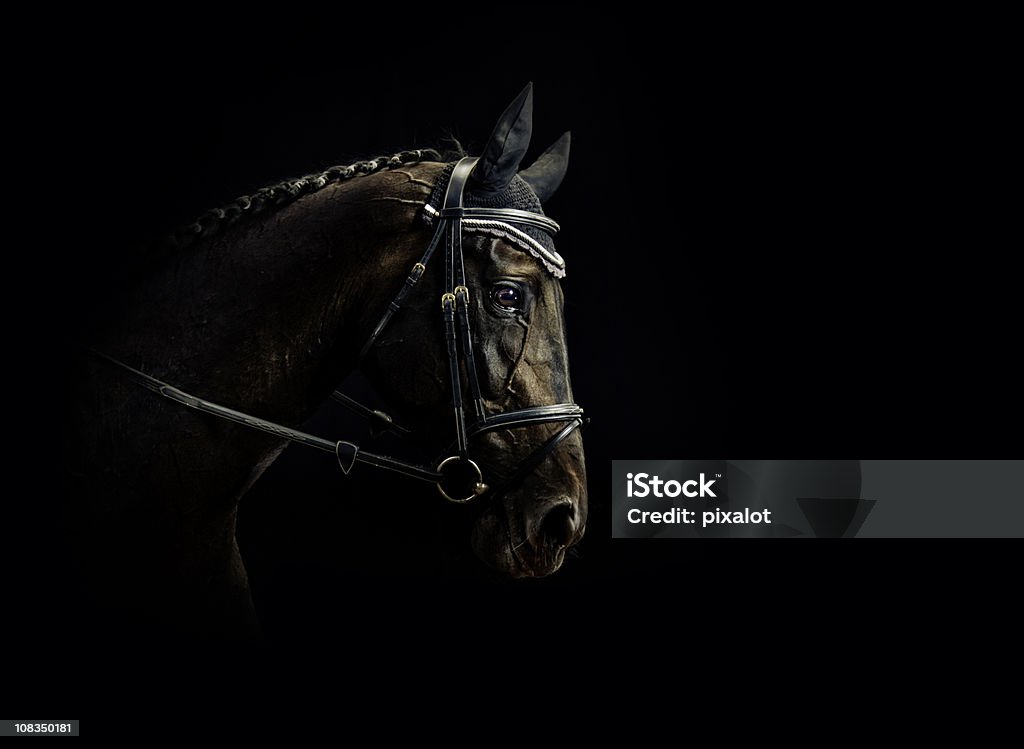 Retrato de cavalo - Foto de stock de Cavalo - Família do cavalo royalty-free