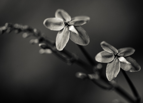 black and white background of wild flowers close-up