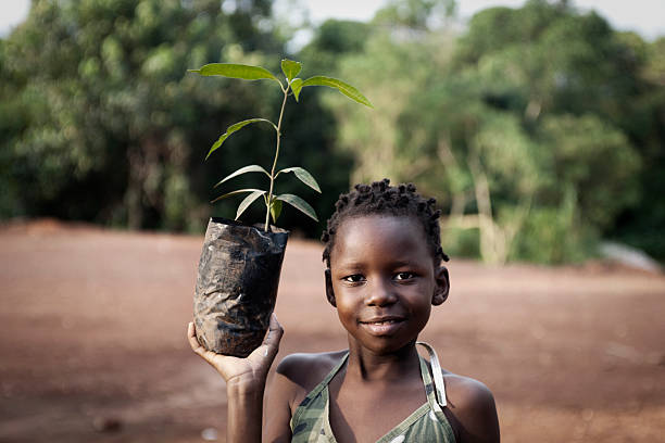 African girl planting mango tree stock photo
