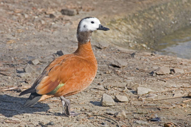 istock A Female Cape Shelduck, Tadorna cana 1083505454