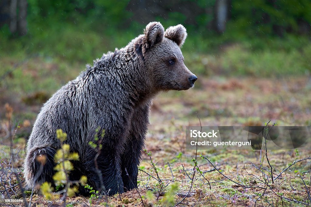 Молодой Бурый медведь, сидящая в дождь, Болото зона, заповедник-снимок - Стоковые фото Сидеть роялти-фри