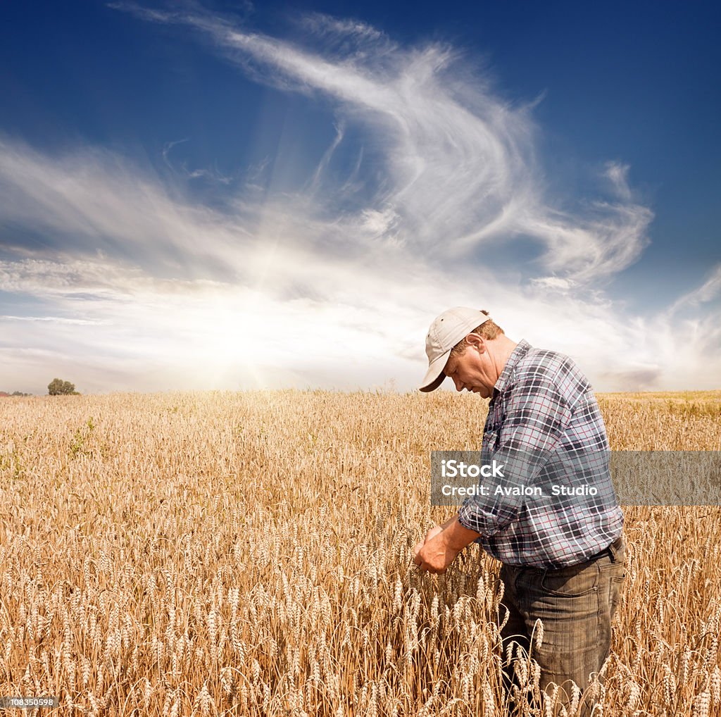 Фермер в поле пшеницы - Стоковые фото Фермер роялти-фри