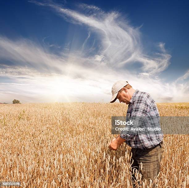 Фермер В Поле Пшеницы — стоковые фотографии и другие картинки Фермер - Фермер, Пшеница, Сельский пейзаж