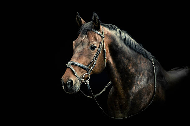 istock Horse Portrait 108350604