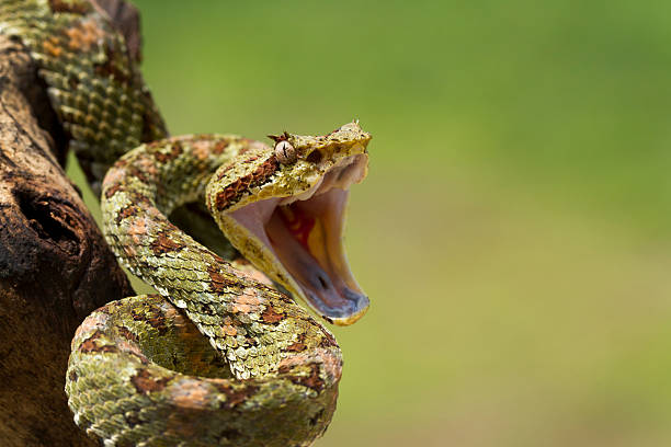 vipera dalle ciglia avvolto a trovare - snake biting animal mouth fang foto e immagini stock