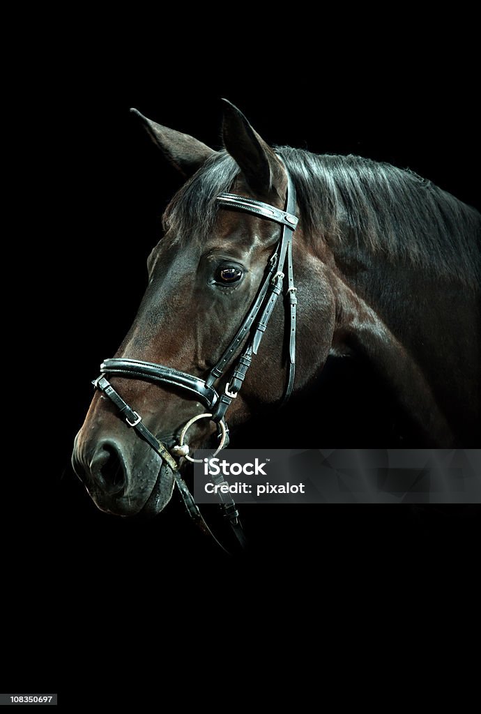 Bucht Pferd Porträt - Lizenzfrei Pferd Stock-Foto