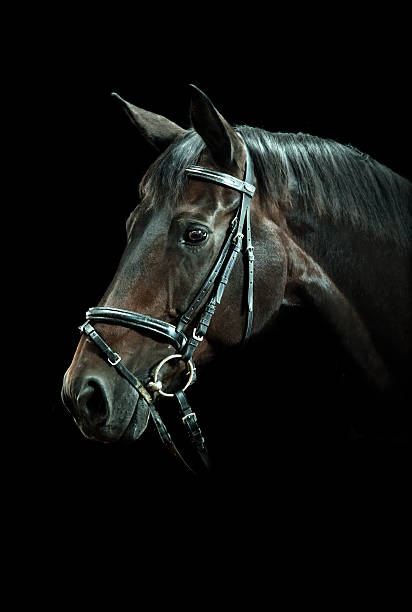 Portrait de cheval baie - Photo