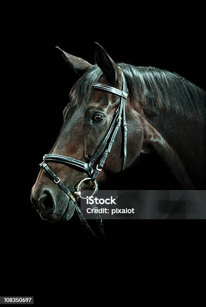 Zatoka Konia Portret - zdjęcia stockowe i więcej obrazów Czarne tło - Czarne tło, Koń, Bez ludzi