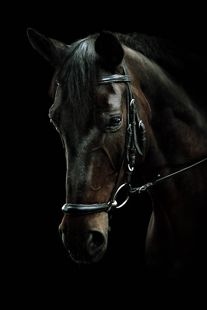 Portrait de cheval baie - Photo