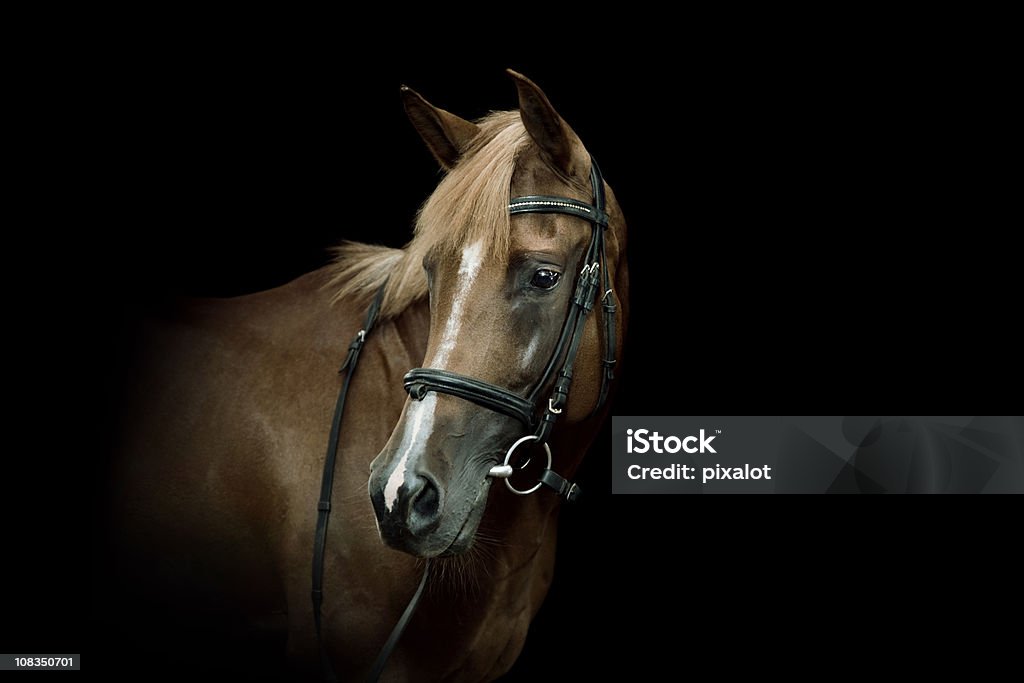 Ritratto di Cavallo arabo - Foto stock royalty-free di Cavallo - Equino