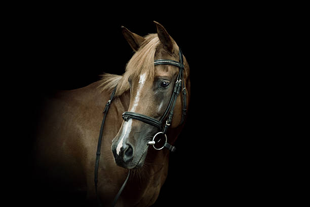 istock Arabian Horse Portrait 108350701