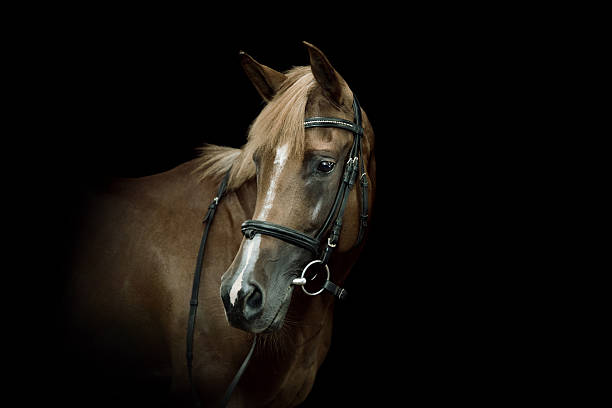 portret koń arabski - arabian horse zdjęcia i obrazy z banku zdjęć