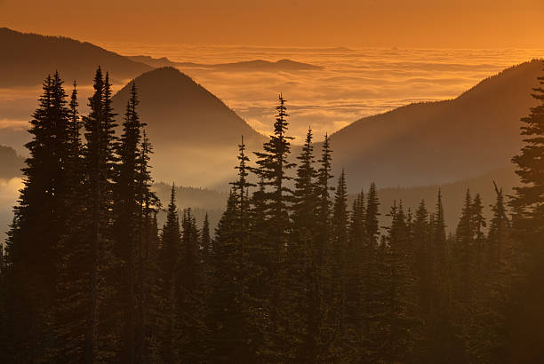 In September and October, the Puget Sound country is often blanketed with fog all day. To get out of the fog and into sunshine just drive above it into the mountains. This view of the foggy lowlands was photographed at sunset from Paradise at Mount Rainier National Park, Washington State, USA.