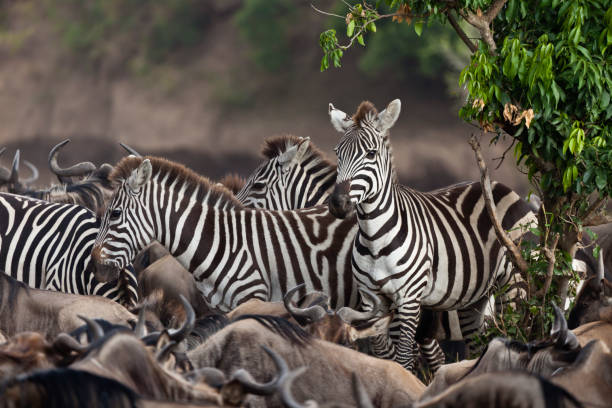istock Stressed Zebras Great Migration Masai Mara Kenya 108350991