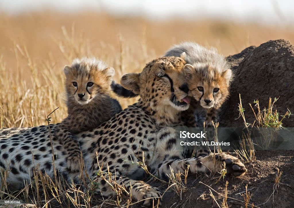 Cheetah y cubs - Foto de stock de Guepardo libre de derechos