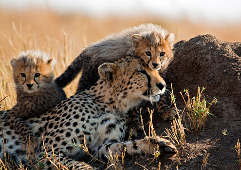 Cheetah y cubs photo