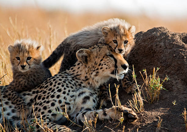 치타 및 컵스 - masai mara national reserve safari animals close up kenya 뉴스 사진 이미지