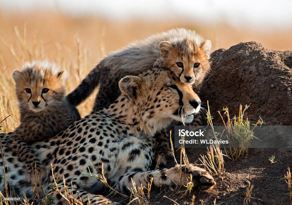 A mother cheetah and her adorable Cubs Mother cheetah with two playful young cubs – Masai Mara, Kenya

[url=http://www.istockphoto.com/file_search.php?action=file&text=safari&oldtext=&textDisambiguation=&oldTextDisambiguation=&majorterms=%7B%22csv%22%3A%22%22%2C%22conjunction%22%3A%22AND%22%7D&fileTypeSizePrice=%5B%7B%22type%22%3A%22Image%22%2C%22size%22%3A%22All%22%2C%22priceOption%22%3A%221%22%7D%2C%7B%22type%22%3A%22Illustration+%5BVector%5D%22%2C%22size%22%3A%22Vector+Image%22%2C%22priceOption%22%3A%22All%22%7D%2C%7B%22type%22%3A%22Flash%22%2C%22size%22%3A%22Flash+Document%22%2C%22priceOption%22%3A%22All%22%7D%2C%7B%22type%22%3A%22Video%22%2C%22size%22%3A%22All%22%2C%22priceOption%22%3A%221%22%7D%2C%7B%22type%22%3A%22Standard+Audio%22%2C%22size%22%3A%22All%22%2C%22priceOption%22%3A%221%22%7D%2C%7B%22type%22%3A%22Pump+Audio%22%2C%22size%22%3A%22All%22%2C%22priceOption%22%3A%221%22%7D%5D&showPeople=&printAvailable=&exclusiveArtists=&extendedLicense=&collectionPayAsYouGo=1&collectionSubscription=1&taxonomy=&illustrationLimit=Exactly&flashLimit=Exactly&showDeactivatedFiles=0&membername=&userID=4526176&lightboxID=&downloaderID=&approverID=&clearanceBin=0&vettaCollection=0&color=©Space=%7B%22Tolerance%22%3A1%2C%22Matrix%22%3A%5B%5D%7D&orientation=7&minWidth=0&minHeight=0&showTitle=&showContributor=&showFileNumber=1&showDownload=1&enableLoupe=1&order=Downloads&perPage=&tempo=&audioKey=&timeSignature1=&timeSignature2=&bestmatchmix=60&within=1]Other Safari Images[/url] Tanzania Stock Photo