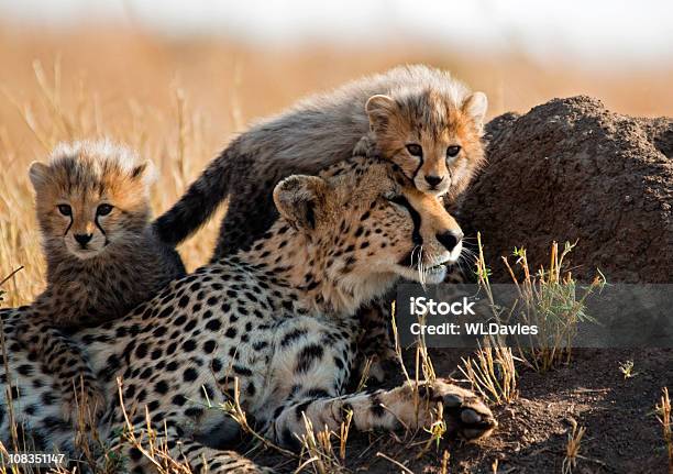 A Mother Cheetah And Her Adorable Cubs Stock Photo - Download Image Now - Tanzania, Cheetah, Safari