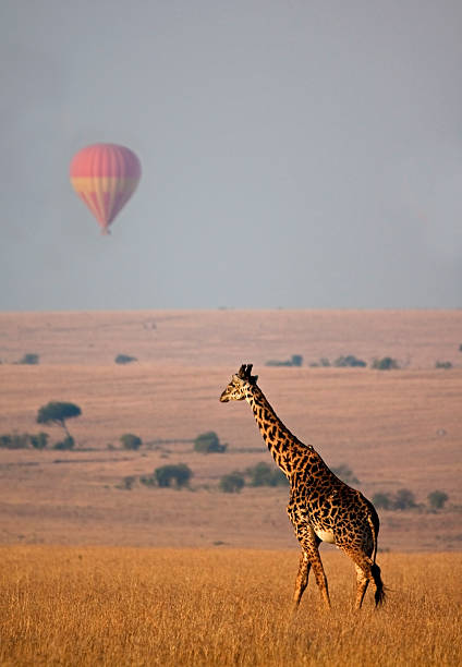 istock Giraffe and hot air balloon 108351149