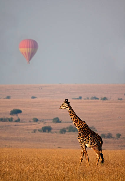 Giraffe and hot air balloon  masai giraffe stock pictures, royalty-free photos & images