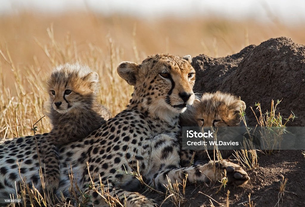 Ghepardo e cubs - Foto stock royalty-free di Cucciolo di ghepardo