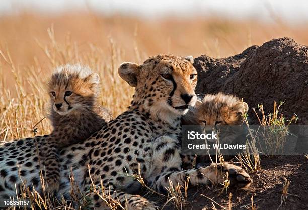 Ghepardo E Cubs - Fotografie stock e altre immagini di Cucciolo di ghepardo - Cucciolo di ghepardo, Close-up, Ghepardo