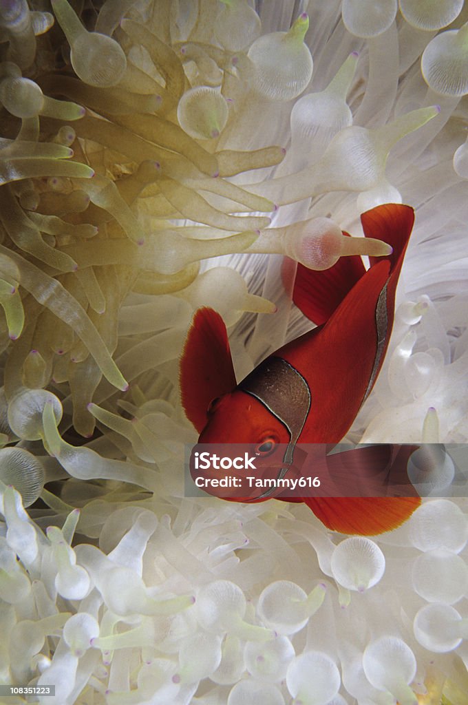 Clara Spinecheek peixe-palhaço em anêmona - Foto de stock de Coral - Cnidário royalty-free