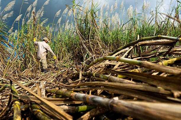 récolter à la canne à sucre - cut sugar cane photos et images de collection