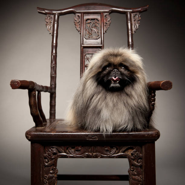 Pekingese Dog Sits on 19th Century Chair Like Royalty. stock photo