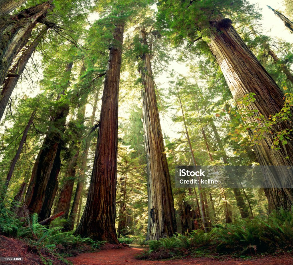 Majestätische Redwoods - Lizenzfrei Sequoiabaum Stock-Foto