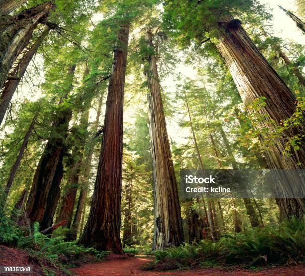 Majestätische Redwoods Stockfoto und mehr Bilder von Sequoiabaum - Sequoiabaum, Nationalpark Redwood, Ursprung