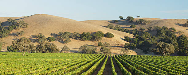vue panoramique sur le vignoble paysage - california panoramic crop field photos et images de collection