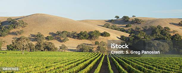 Foto de Vinhedo Paisagem Panorâmica e mais fotos de stock de Santa Ynez - Santa Ynez, Califórnia, Los Olivos - Califórnia