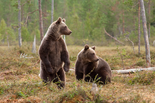 Two Alaska brown bear cubs looking at the viewer at McNeil River State Game Sanctuary