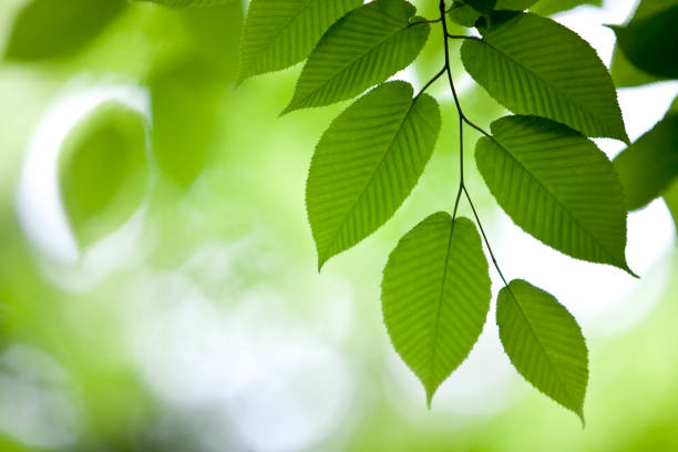 istock Green Leaves in the Forest 108351465