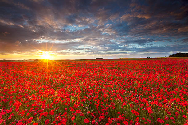 Summer poppies at sunset  poppy field stock pictures, royalty-free photos & images