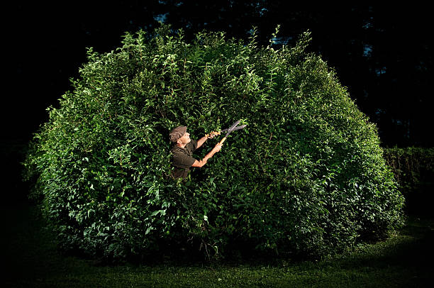 Gardener Trimming Big Bush Dedicated gardener pruning big bush at night. moulding trim photos stock pictures, royalty-free photos & images
