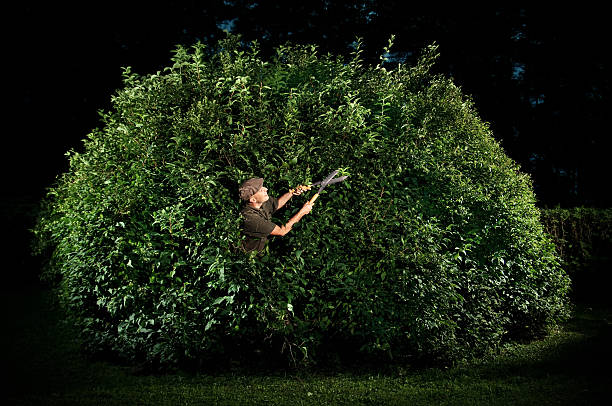 Gardener Trimming Big Bush Dedicated gardener pruning big bush at night. pruning garden stock pictures, royalty-free photos & images