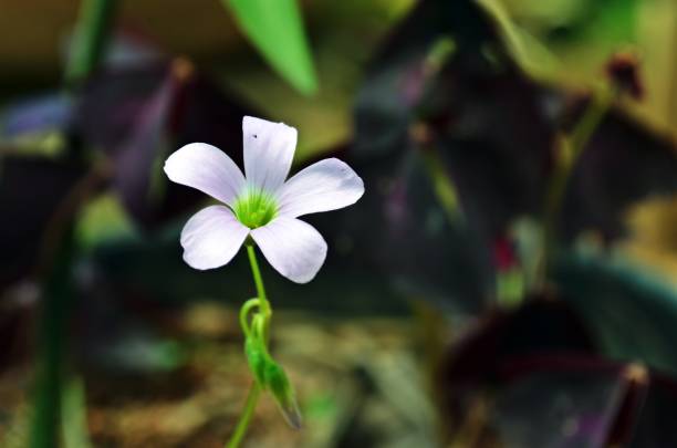 istock Little White Flower over clover 1083515014