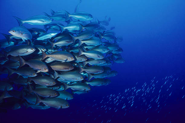 istock Large, tightly grouped school of snapper fish 108351508