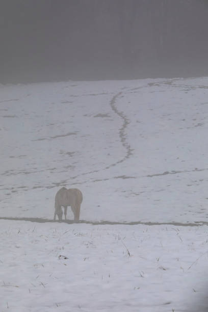 istock White Horse in Snow and Fog 1083515216