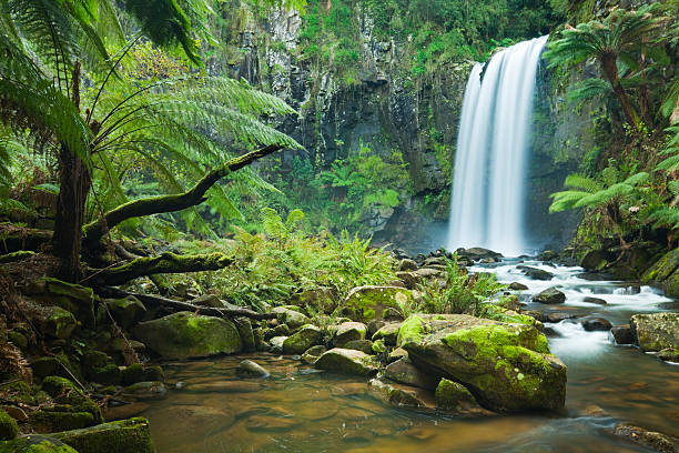 열대 우림과 폭포, 홉타운 폴즈, 그레이트 오트웨이 국립 공원, 빅토리아, 오스트레일리아 - rainforest australia river waterfall 뉴스 사진 이미지