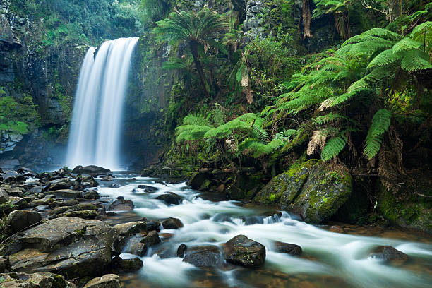 forêt tropicale d'eau, de chutes hopetoun falls, d'otway np, victoria, australie - otway national park photos et images de collection